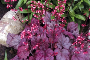 Heuchera 'Grape Soda'